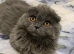 Scottish Fold Long Haired Blue - Scottish Fold Cat For Sale - Odessa, FL, US