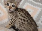 Savannah F7SBT Male 1 - Savannah Cat For Sale - Franklin, NC, US