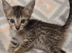 F7SBT Brown black spotted boy 5 - Savannah Cat For Sale - Franklin, NC, US