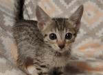 F7SBT Brown Black Spotted male 6 - Savannah Cat For Sale - Franklin, NC, US