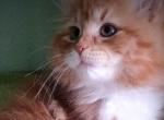 Siberian kitten Sunny - Siberian Cat For Sale - New York, NY, US