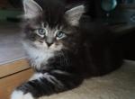 Siberian Bourgeoi - Siberian Cat For Sale - New York, NY, US