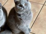 Dorofey - British Shorthair Cat For Sale - Norwalk, CT, US