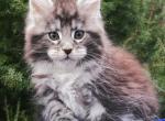 Wolf - Maine Coon Cat For Sale - Norwalk, CT, US