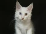 Favorite - Maine Coon Cat For Sale - Norwalk, CT, US