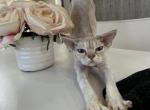 Romeo - Devon Rex Cat For Sale - Miami, FL, US