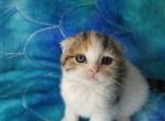 Cici - Scottish Fold Cat For Sale - New York, NY, US
