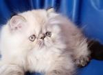 Alisa - Persian Cat For Sale - Hollywood, FL, US