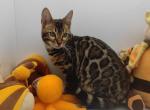 Artur - Bengal Cat For Sale - Miami, FL, US