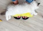 So fluffy Ragdoll kittens - Ragdoll Cat For Sale - State College, PA, US