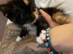 Calico female kitten - Domestic Cat For Sale - Bronx, NY, US