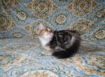 munchkin minuet kitten is sold - Munchkin Cat For Sale - Sacramento, CA, US