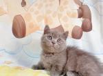 tiki - Munchkin Cat For Sale - Staten Island, NY, US