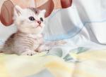 bang - Munchkin Cat For Sale - Staten Island, NY, US