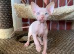 Paul - Sphynx Cat For Sale - Brooklyn, NY, US