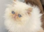Cupid - Exotic Cat For Sale - MN, US