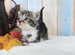 Skye - Munchkin Cat For Sale - Joplin, MO, US