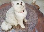 PEPPER - British Shorthair Cat For Sale - 