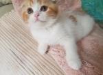 Bella - Scottish Fold Cat For Sale - New York, NY, US