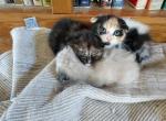 Scottish Fold Litter - Scottish Fold Cat For Sale - Mokelumne Hill, CA, US