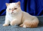 Johnny - Exotic Cat For Sale - Hollywood, FL, US