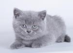 Fuirando - British Shorthair Cat For Sale - Miami, FL, US