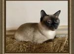 Bonny - Toybob Cat For Sale/Retired Breeding - ID, US