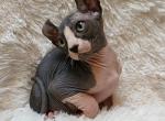 Lancelot - Sphynx Cat For Sale - Mundelein, IL, US