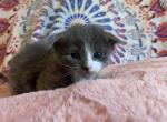 Stryker - Scottish Fold Cat For Sale - Denver, CO, US