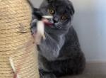 Мikki - Scottish Fold Cat For Sale - NY, US