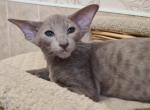 Lilac - Oriental Cat For Sale - Brooklyn, NY, US