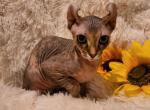 Viktoria - Sphynx Cat For Sale - Mundelein, IL, US