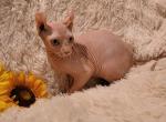 Vitas - Sphynx Cat For Sale - Mundelein, IL, US