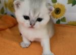 Tania - Scottish Fold Cat For Sale - Brooklyn, NY, US