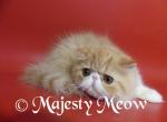 Benley - Persian Cat For Sale - Yucca Valley, CA, US