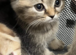 Scottish fold brown female - Scottish Fold Cat For Sale - Houston, TX, US