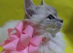 Lola - Ragdoll Cat For Sale - Seattle, WA, US