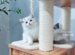 Ragdoll blossom - Ragdoll Cat For Sale - State College, PA, US