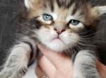 CAPTAIN - Maine Coon Cat For Sale - Pensacola, FL, US