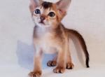 Fox - Abyssinian Cat For Sale - Brooklyn, NY, US