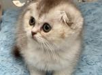 ELVIS chocolate silver ticked - Scottish Fold Cat For Sale - Sunnyvale, CA, US