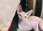 Canadian male Sphynx - Sphynx Cat For Sale - Brooklyn, NY, US