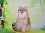 Frankus 1 - British Shorthair Cat For Sale - NY, US