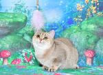 Kelly3 - British Shorthair Cat For Sale - NY, US