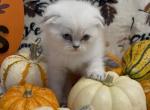 Figaro  Scottish Fold male - Scottish Fold Cat For Sale - Sunnyvale, CA, US