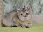 Tobby - British Shorthair Kitten For Sale - NY, US