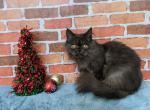 Scooby - Persian Cat For Sale - Joplin, MO, US