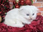 Huey - Scottish Fold Cat For Sale - Joplin, MO, US