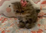 Whiskers - Persian Cat For Sale - Fort Worth, TX, US