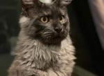 Shadow - Maine Coon Cat For Sale - Rocklin, CA, US